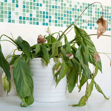 4 Reasons Your Houseplants Are Dying (And How To Fix Them)