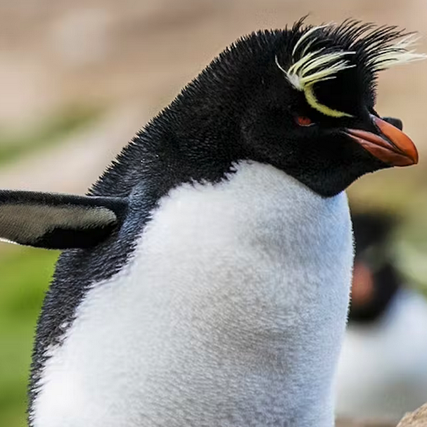 A Guide to Spotting Penguins, Albatross, and Even Sheep in the Falklands
