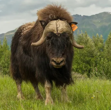 Musk Ox Farm Opens New Visitor Center