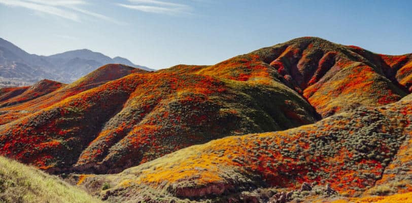 Rolling hills of California wildflowers in mountain setting, feature articles and content writing