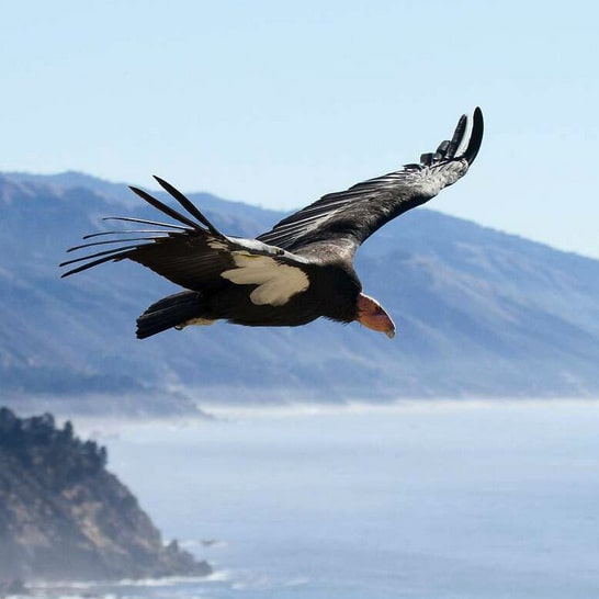Chance to See Condors Worth the Trek to Pinnacles National Park
